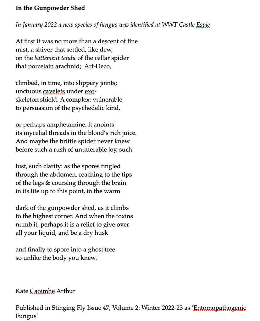In the Gunpowder Shed

In January 2022 a new species of fungus was identified at WWT Castle Espie

At first it was no more than a descent of fine
mist, a shiver that settled, like dew, 
on the battement tendu of the cellar spider
that porcelain arachnid;  Art-Deco,

climbed, in time, into slippery joints;
unctuous cavelets under exo-
skeleton shield. A complex: vulnerable
to persuasion of the psychedelic kind,

or perhaps amphetamine, it anoints
its mycelial threads in the blood’s rich juice.
And maybe the brittle spider never knew
before such a rush of unutterable joy, such

lust, such clarity: as the spores tingled
through the abdomen, reaching to the tips
of the legs & coursing through the brain
in its life up to this point, in the warm

dark of the gunpowder shed, as it climbs
to the highest corner. And when the toxins
numb it, perhaps it is a relief to give over
all your liquid, and be a dry husk

and finally to spore into a ghost tree 
so unlike the body you knew.





Kate Caoimhe Arthur

Published in Stinging Fly Issue 47, Volume 2: Winter 2022-23 as ‘Entomopathogenic Fungus’